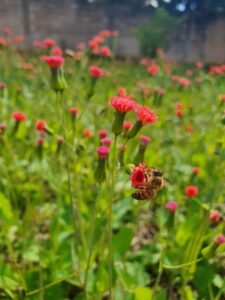 flores e abelhas