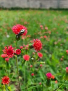 joaninha e flor