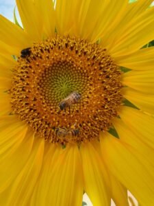 zoom flor amarela