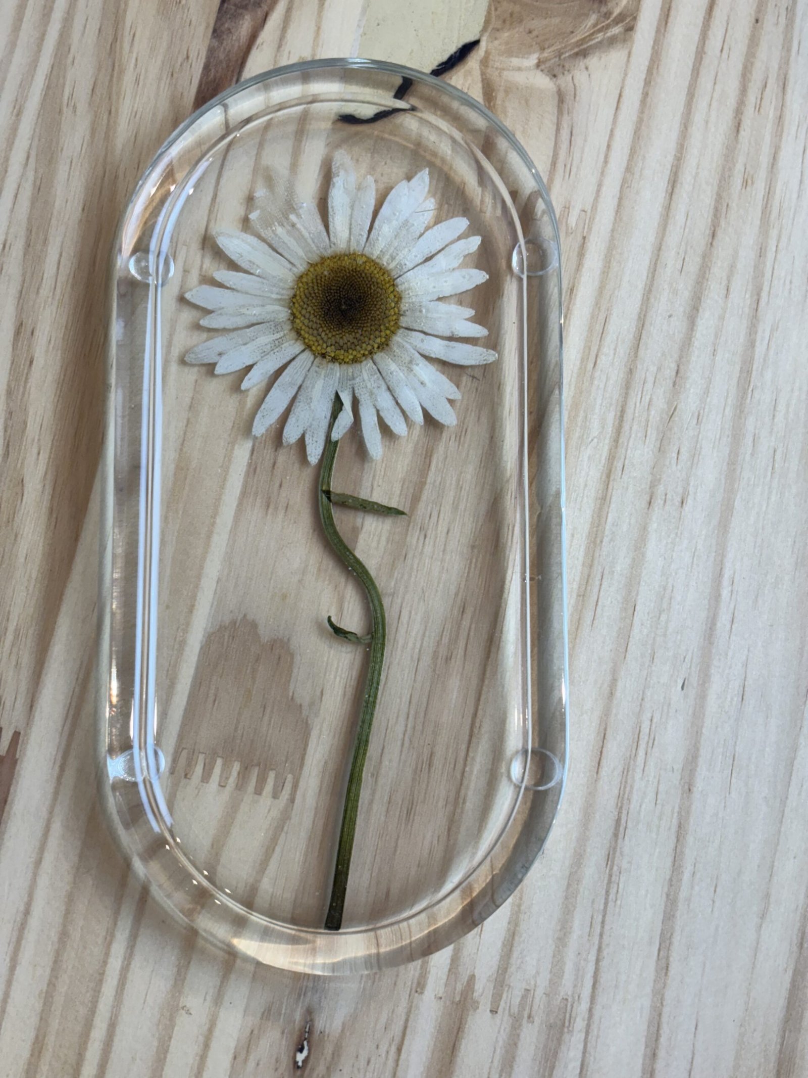 Margarida - Imagem 2