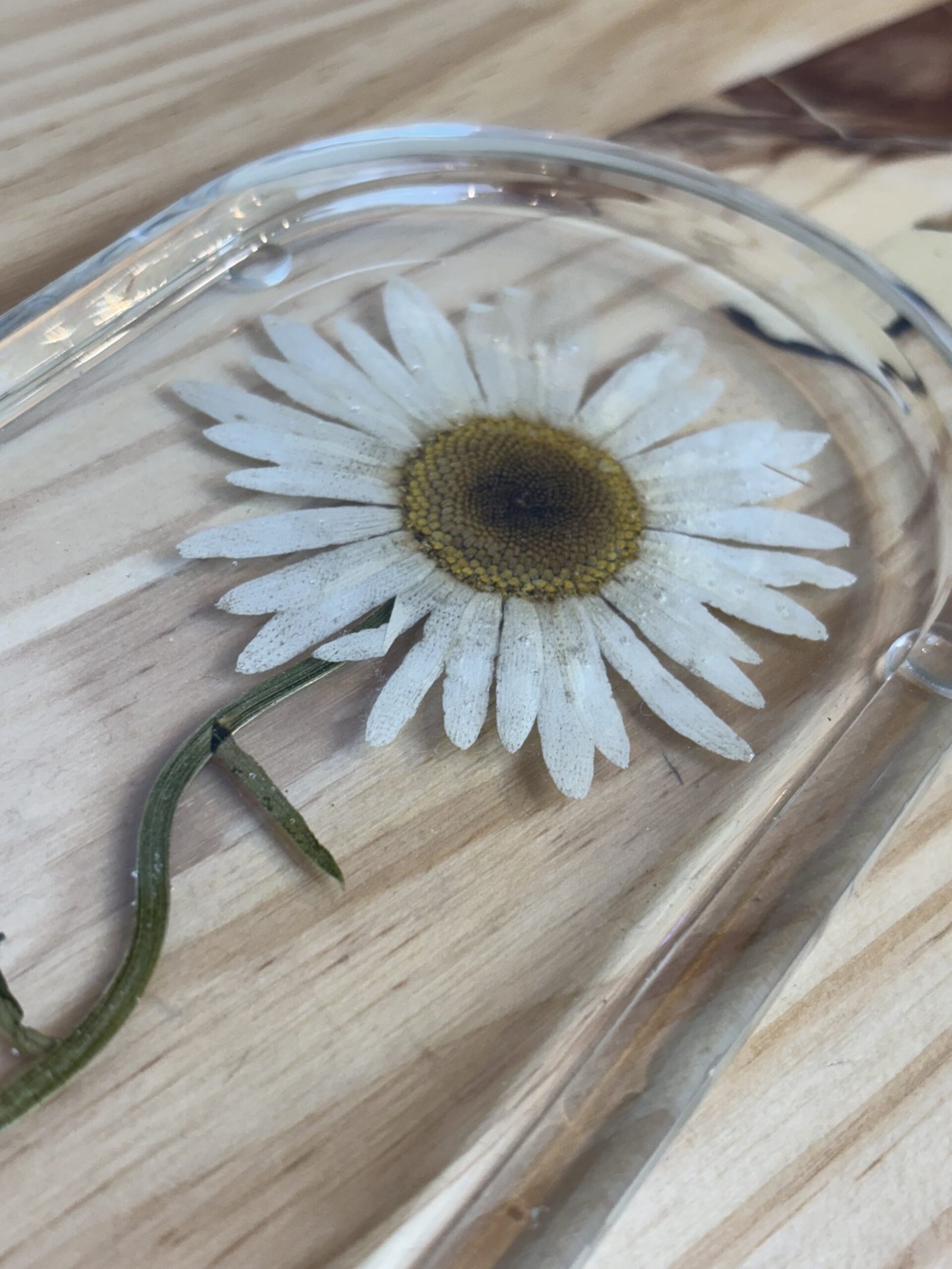Margarida